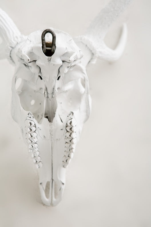 DEER  SKULL  OBJECT  MATTE PAINT《受注商品》