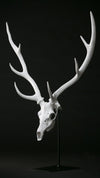 DEER  SKULL  OBJECT/マット塗装/受注商品