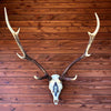 DEER  SKULL  OBJECT/ナバホペイント/受注商品